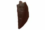 Serrated, Raptor Tooth - Real Dinosaur Tooth #135183-1